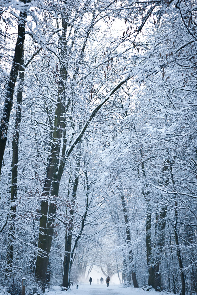 Winter in Koeln, Köln Decksteiner Weiher Winter Naturaufnahme Naturfotografie